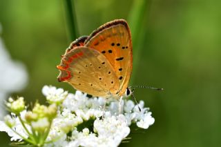 Doulu Narin Orman Beyaz (Leptidea duponcheli)