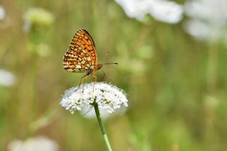 ift Noktal Brentis (Brenthis hecate)