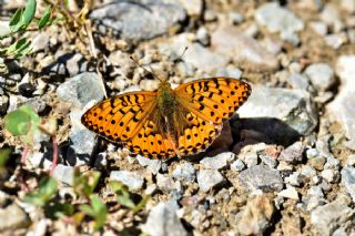 Gzel nci (Argynnis aglaja)