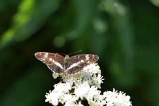 Hanmeli Kelebei (Limenitis camilla)