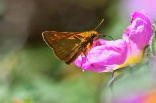 Orman Zpzp (Ochlodes sylvanus)