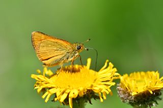 Orman Zpzp (Ochlodes sylvanus)