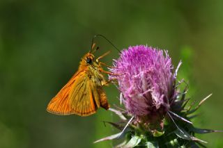Orman Zpzp (Ochlodes venatus)