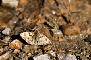 Mermer Zpzp (Carcharodus lavatherae)