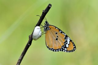 Sultan (Danaus chrysippus)