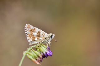 Byk Boz Zpzp (Pyrgus alveus)