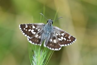 Gzel Zpzp (Pyrgus cinarae)