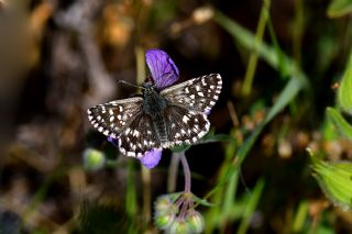 Ege Zpzp (Pyrgus melotis)