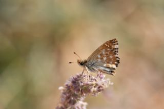 Hatmi Zpzp (Carcharodus alceae)