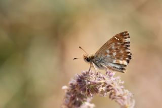 Hatmi Zpzp (Carcharodus alceae)