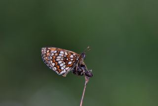 Kafkasyal Amannisa (Mellicta  caucasogenita)