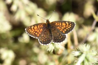 Kafkasyal Amannisa (Mellicta  caucasogenita)