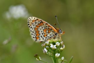 Hatayl parhan (Melitaea collina)