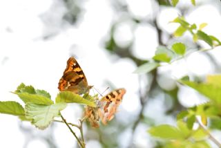 Anadolu ehzadesi (Thaleropis ionia)