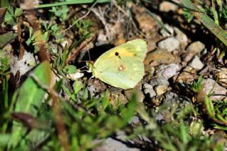 Sar Azamet (Colias croceus)