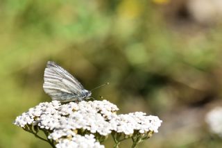 izgili Da Beyazmelei (Pieris bryoniae)