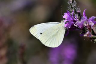 ran Beyazmelei (Pieris persis)