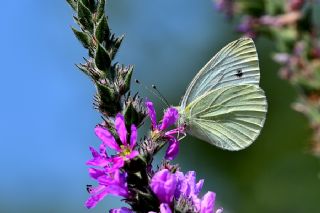 ran Beyazmelei (Pieris persis)