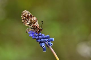 Gney Fistosu (Zerynthia polyxena)