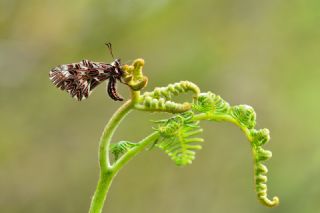 Gney Fistosu (Zerynthia polyxena)