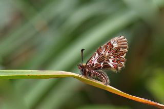 Gney Fistosu (Zerynthia polyxena)