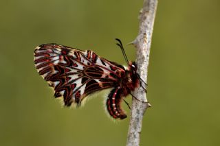 Gney Fistosu (Zerynthia polyxena)