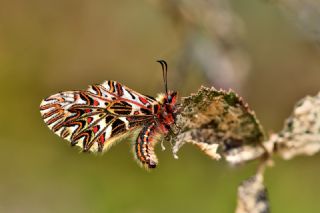 Gney Fistosu (Zerynthia polyxena)