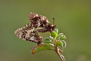 Gney Fistosu (Zerynthia polyxena)