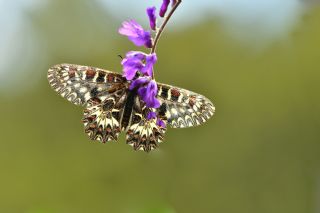 Gney Fistosu (Zerynthia polyxena)