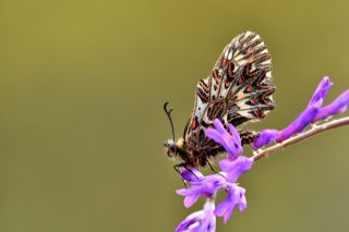 Gney Fistosu (Zerynthia polyxena)