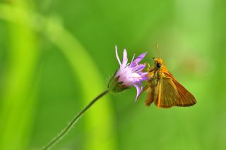 Orman Zpzp (Ochlodes sylvanus)