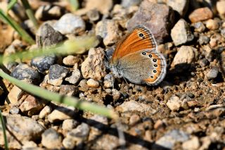 Rus Zpzp Perisi (Coenonympha leander)