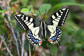 Krlangkuyruk (Papilio machaon)