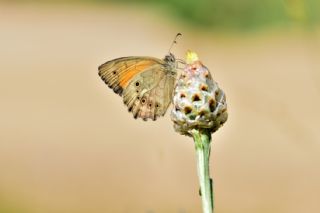 Kaya Esmeri (Kirinia clymene)