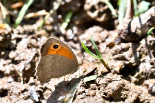 Esmerperi (Hyponephele lupina)