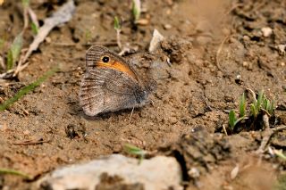 Azeri Esmerperi (Hyponephele zuvandica)