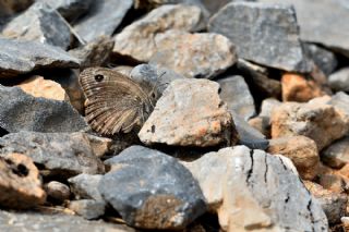 Hametli Pirireis (Satyrus ferulus)