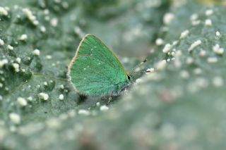 Ign Zmrt, Minikzmrt (Callophrys mystaphia)