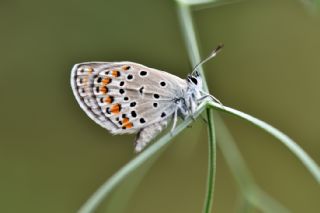 Doulu Esmergz (Plebejus carmon)