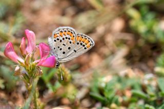 Doulu Esmergz (Plebejus carmon)