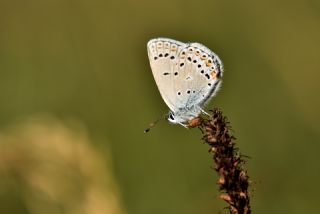 Anadolu Esmergz (Plebejus modicus)