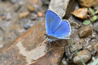 Lacivert Anadolu okgzls (Polyommatus actis )