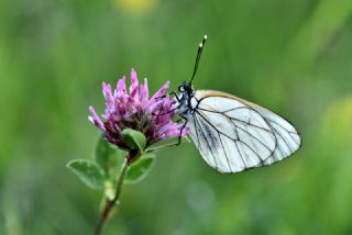 Al Beyaz (Aporia crataegi)