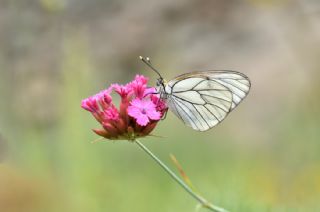 Al Beyaz (Aporia crataegi)