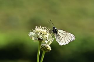 Al Beyaz (Aporia crataegi)