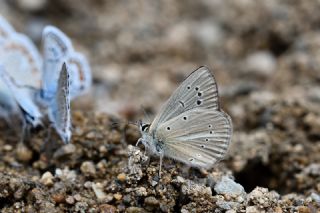 okgzl Lbnan Esmeri (Polyommatus alcestis)