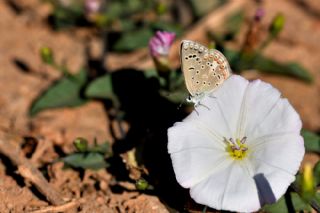 okgzl Kk Turan Mavisi (Polyommatus cornelius)