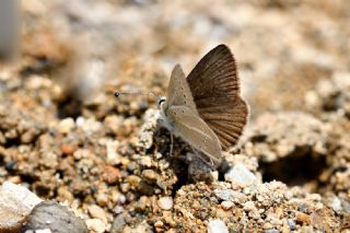 Erivan Anormal okgzls (Polyommatus eriwanensis)