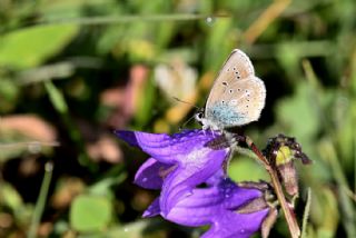 okgzl Geranium Mavisi (Aricia eumedon)