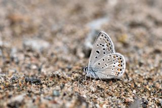 okgzl Eros (Polyommatus eros)